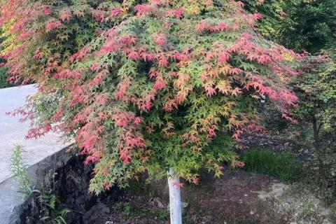 红枫嫁接时间和方法,红枫有几个品种