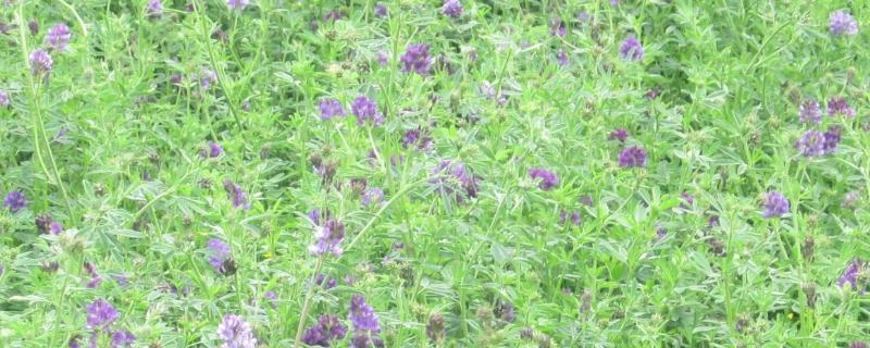 紫花苜蓿牧草的优缺点,附种植方法和时间