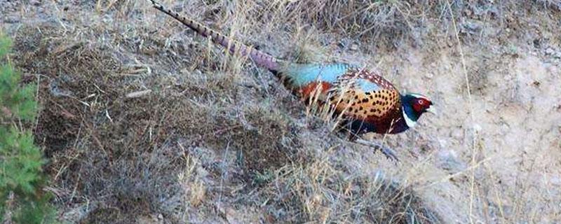 野鸡从啄壳到出壳多久（小鸡从啄壳到出壳）