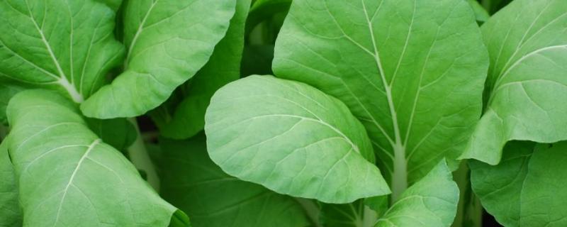 绿叶菜有哪些品种 深色绿叶菜有哪些品种