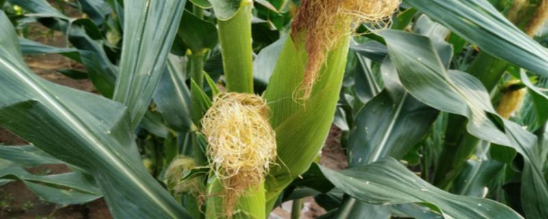 胜美999玉米品种 胜美999玉米品种长春种子商店