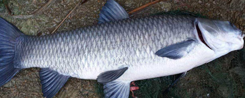 青鱼低于多少度不开口（气温低于多少度青鱼不开口）