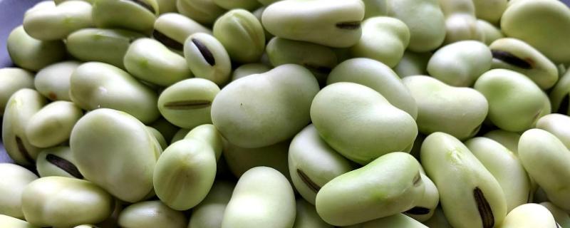 蚕豆一亩地要多少种子,种植前需要泡多久