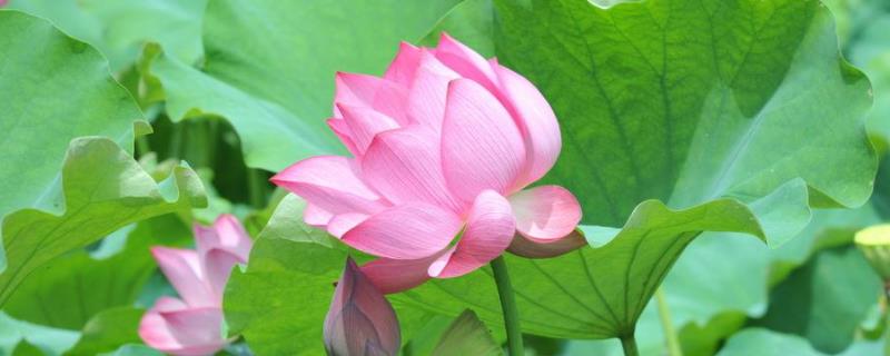 莲花的特征，与荷花有何区别 荷花与莲花的区别,它们是指同一种花吗?