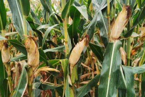 吉农大935玉米种简介,适合哪里种植,产量如何