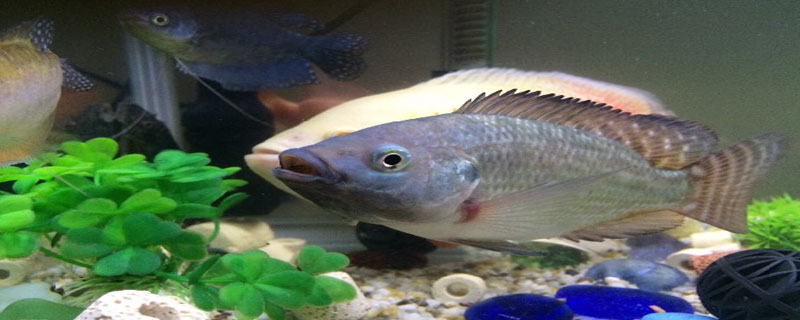 罗非鱼养殖技术 单性罗非鱼养殖技术