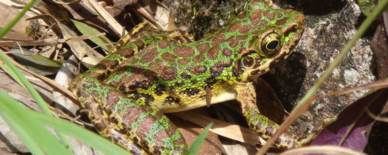 林蛙跟哈士蟆的区别（哈士蟆和青蛙的区别）