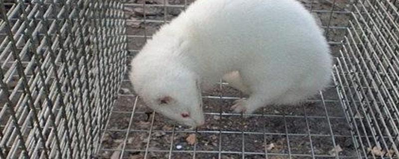 水貂可以长多大 水貂有多大