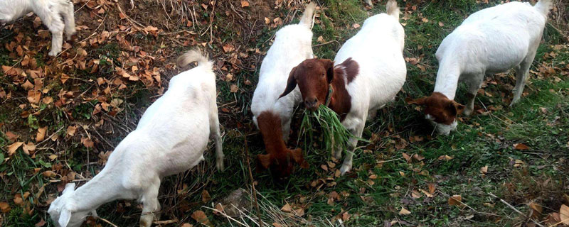 山羊和绵羊的区别（圣经山羊和绵羊的区别）