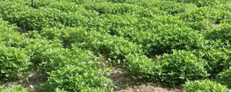 大雁草农村叫什么（民间的大雁草是什么草）