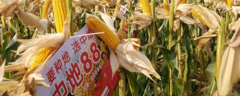 中地88玉米种简介,适合哪里种植,产量如何