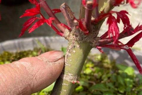 红枫嫁接时间和方法,红枫有几个品种