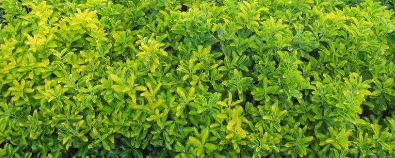 冬青开花吗，花期多长（冬青的花期多长）