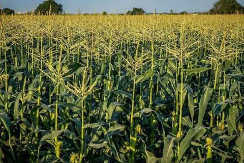 珲玉830玉米种简介,适合哪里种植,产量如何