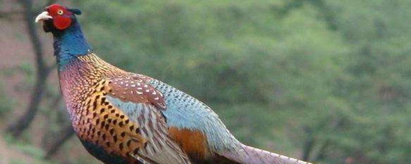 山鸡孵化温度（山鸡孵化温度37.8可以吗）