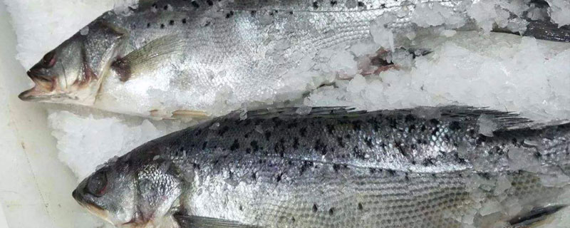 鲈鱼是海鲜吗 淡水鲈鱼是海鲜吗