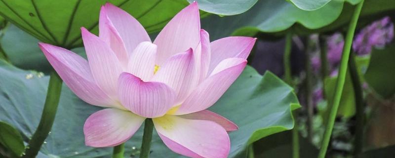 令箭荷花怎么养才开花,荷花的种类