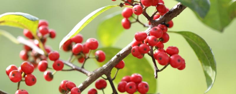冬青有毒吗，冬青的特点 冬青有毒性