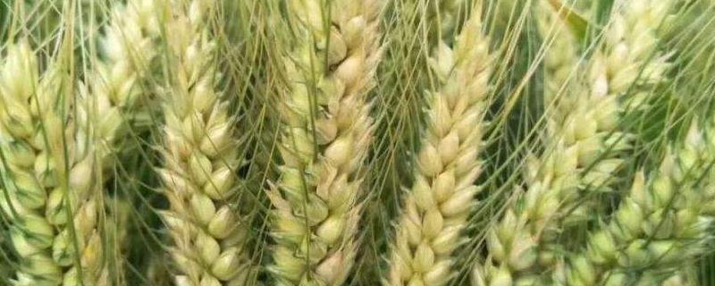 哪种作物播种范围更广,播种一般在什么季节