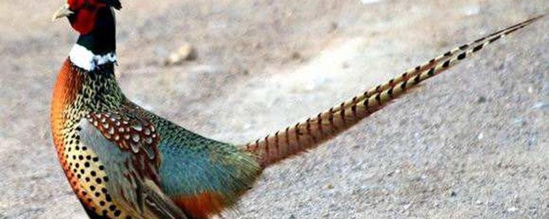 山鸡吃什么 七彩山鸡吃什么