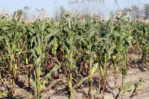 nd367玉米种简介，适合哪里种植，产量如何