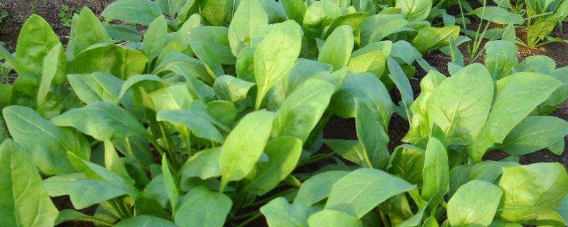 冬天种植的蔬菜有哪些 冬天种植的蔬菜有哪些不怕水?