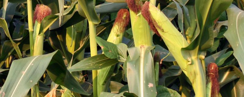 双惠87玉米的品种特性，附简介（双惠88玉米品种介绍）