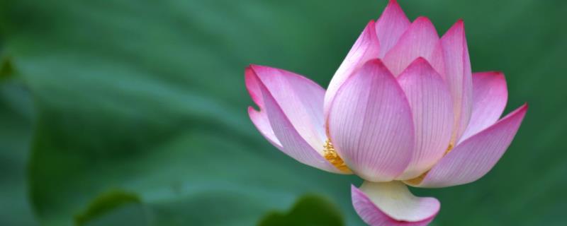 荷花花期，荷花和莲花的区别（荷花与莲花有何不同）