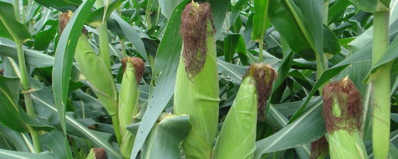 迪卡1627玉米种子积温多少,附简介(迪卡1627玉米积温品种介绍)