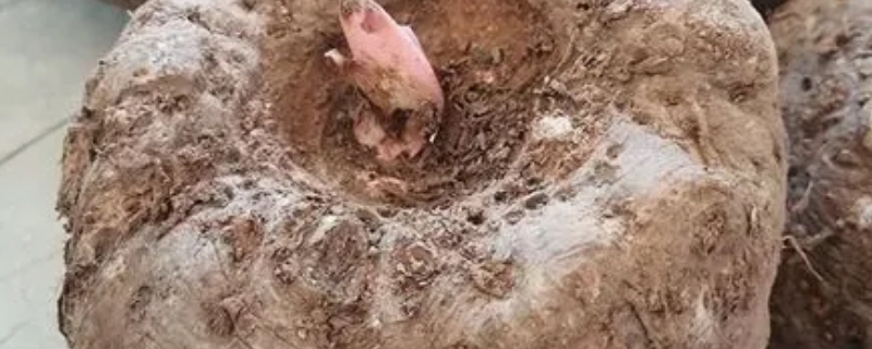 魔芋种植全过程,魔芋的种植条件(魔芋种植的方法)