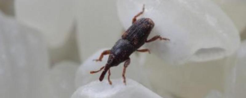 谷虫怎么处理,对身体有影响吗(谷虫怎么处理,对身体有影响吗)