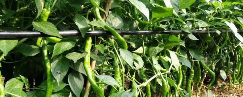 辣椒坐果期用什么肥料,辣椒坐果期为什么不能浇水