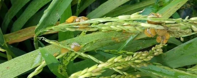 稻谷长灰包是怎么回事，怎么防治 稻谷长灰包用什么药