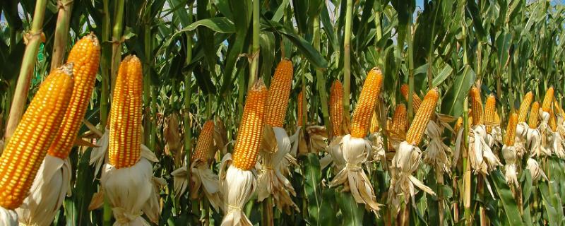 科试982玉米品种简介 中科982玉米种
