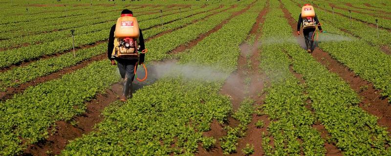 丁草胺蔬菜地使用方法,什么时候用效果好