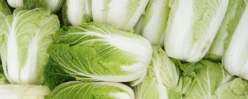 白菜不长怎么回事,如何防治