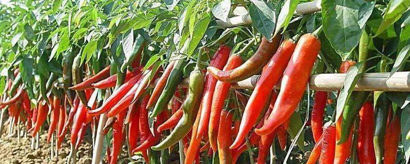 辣椒盛果期施什么肥好，适宜温度是多少