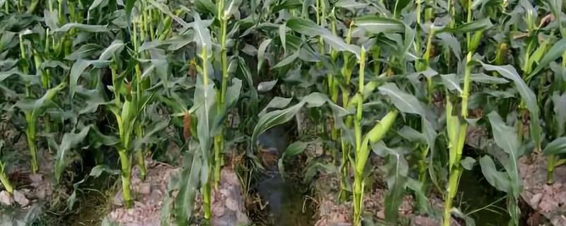 商玉18玉米种子审定了吗,附简介