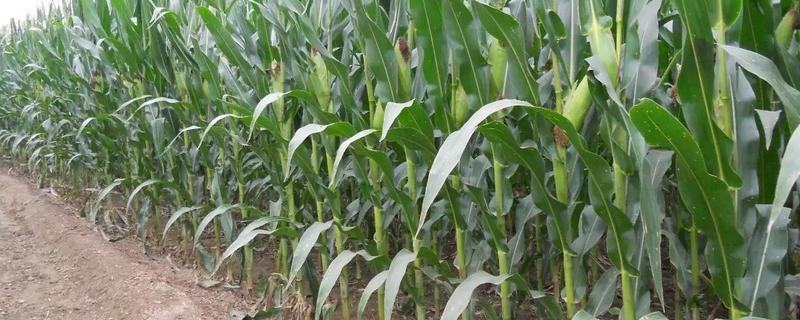 富华970玉米种审定号，附简介（富华970玉米种子）