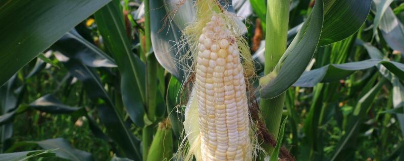 强育H1992玉米种特征特性,附简介 强育h1992玉米品种审定公告