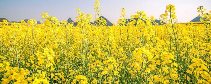 油菜什么时期施尿素,尿素肥的作用(油菜怎么施肥,直接撒尿素行吗)