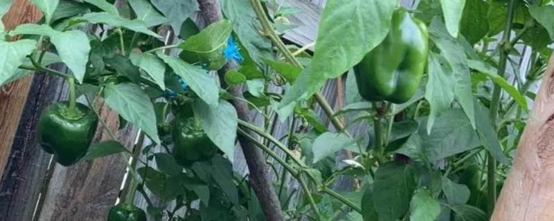 青椒如果没有充足的肥料,附种植条件要求