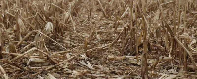 玉米秸秆还田的好处与坏处，附方法