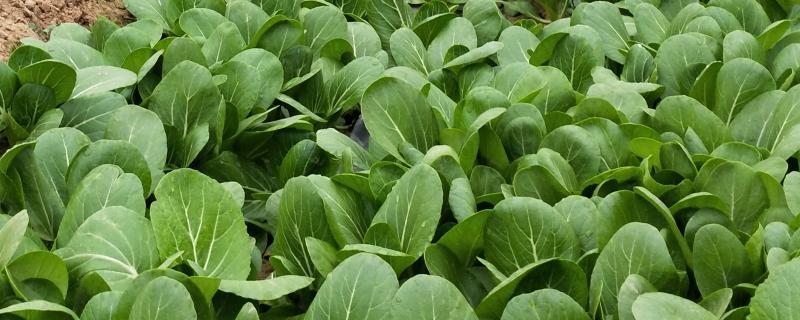 青菜生长周期多少天，附种植方法（青菜生长周期短吗）