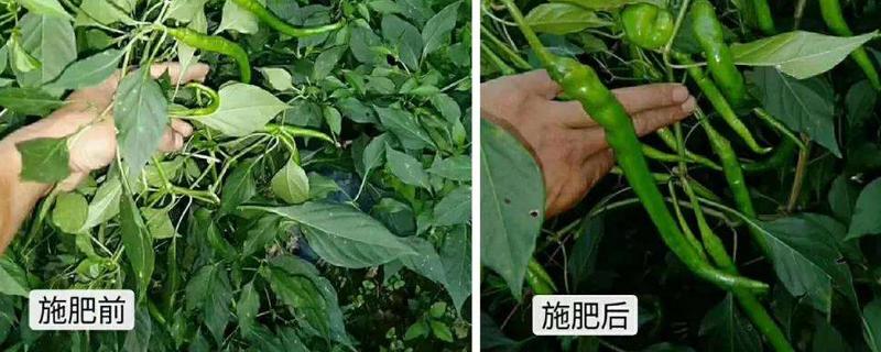 辣椒需肥规律及施肥技术,叶面肥多久喷一次