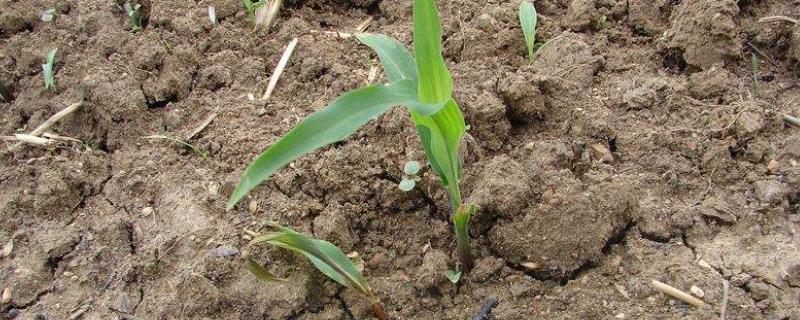 土壤酸化的原因,附改良措施