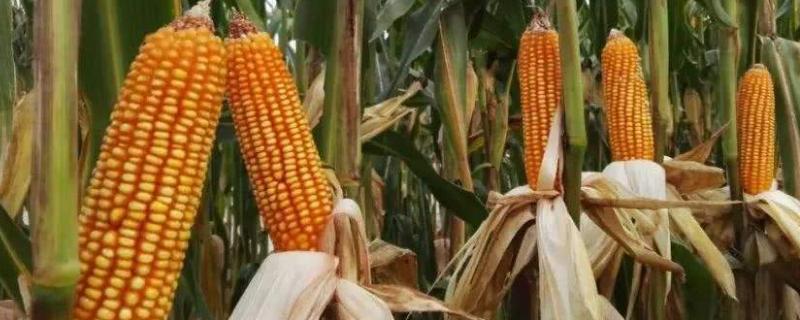 蠡乐969玉米品种（蠡乐969玉米品种简介）