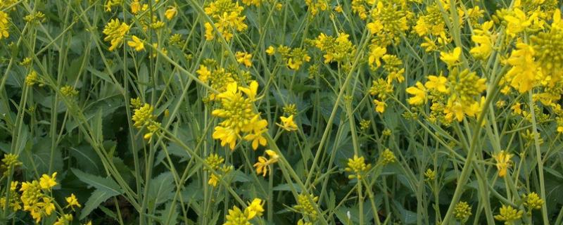 冬种油菜种植技术和管理（冬季高产油菜种植管理）