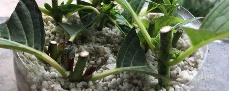 有性繁殖和无性繁殖的特点,有性繁殖的植物有哪些