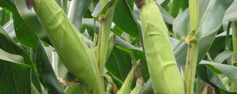 源玉307玉米种品种特点，附简介（源玉3玉米种子成熟期是多少天）